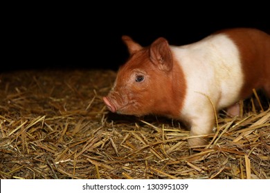 Close-up Of Isolated Single Two Week Old Duroc Landrace Crossed Piglet In The Straw With Black Behind 