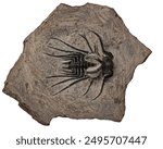 Closeup isolated trilobite fossil in rock