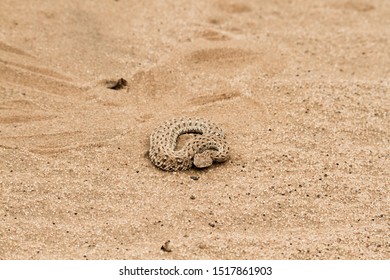 Closeup Isolated Venomous Sand Viper One Stock Photo 1517861903 ...