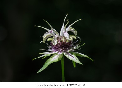 Closeup Of Isolated White Purple And Green Wildflower Bee Balm Bergamot With Black Background