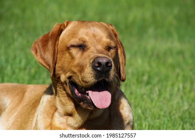 691 Fox Red Labrador Retriever Images Stock Photos Vectors Shutterstock