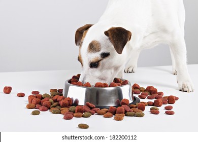 Close-up of Jack Russell terrier dog eating food