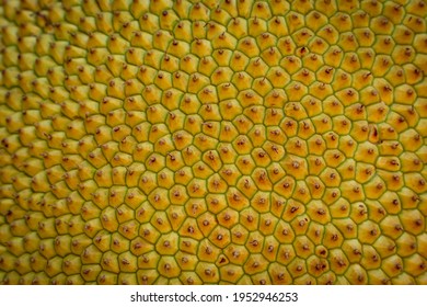 Closeup Of Jackfruit Skin Background.