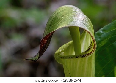 Closeup of a jack-in-the-pulpit in the springtime woods in Interstate State Park, St. Croix Falls, Wisconsin USA. - Shutterstock ID 1975842944