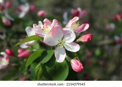 Closeup Of A Jade Crabapple Blossom With Others In The Background At Campground Road Woods In Des Plaines, Illinois