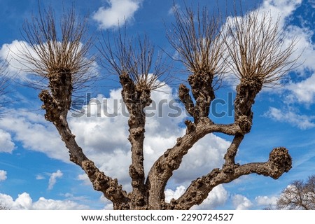 Closeup of jagged trunks with thin, leafless branches of a pollard willow tree against a blue sky with white clouds in the background, woody plant, sunny day in the Netherlands