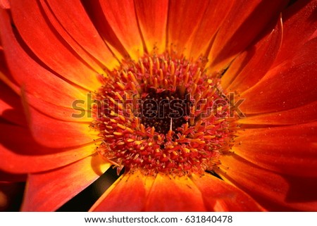 Similar – Gerbera