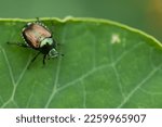 A closeup of Japanese beetle (Popillia japonica) on green leaf, an invasive species to North America