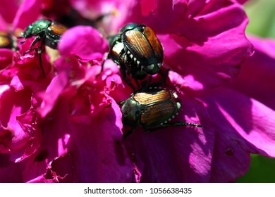 3,225 Japanese beetle Stock Photos, Images & Photography | Shutterstock