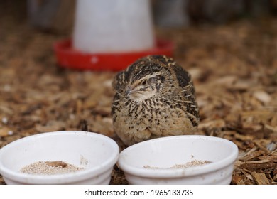 Close-up of the Japanese quail, Coturnix japonica, also known as the coturnix quail.