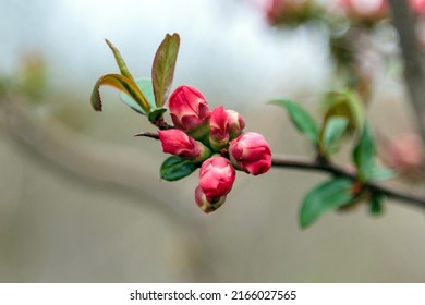 Close-up of Japanese quince buds on a natural background. Buds of Japanese quince (scientific name Chaenomeles japonica) on a spring evening. Selective focus, macro. Transcarpathia, Europe.