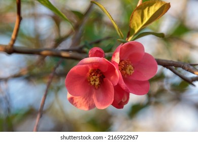 Close-up of Japanese quince flowers on a natural background. Blooming Japanese quince (scientific name Chaenomeles japonica) on a spring evening. Selective focus, macro. Transcarpathia, Europe.