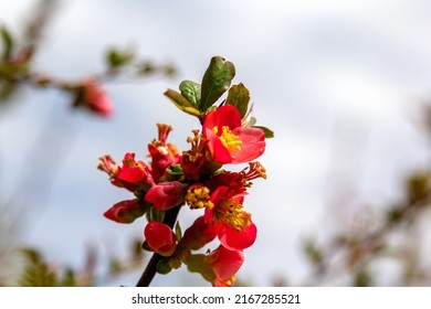 Close-up of Japanese quince flowers on a natural background. Blooming Japanese quince (scientific name Chaenomeles japonica) on a spring day. Selective focus, macro. Transcarpathia, Ukraine, Europe.
