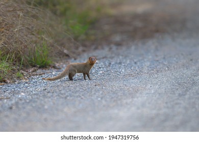 Closeup Javan Mongoose In The Wild