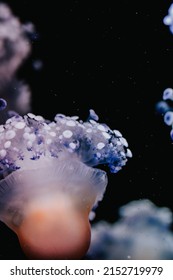 A Closeup Of Jellyfish In Genoa Aquarium, Italy