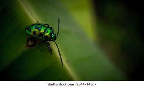 close-up of a Jewel bugs (Scutiphora pedicellata) on a banana leaf with a blurred background - Powered by Shutterstock
