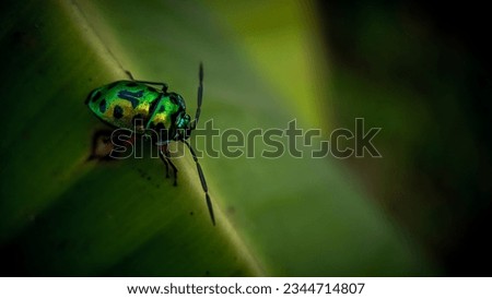 close-up of a Jewel bugs (Scutiphora pedicellata) on a banana leaf with a blurred background