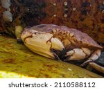 Closeup of a Jonah crab hiding between rocks in a tide pool off the coast of Maine