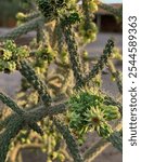 Close-up of a jumping cactus bloom captures its vibrant yellow-green petals and sharp spines. This cholla cactus blossom glows in the desert sun, showcasing the beauty of Arizona