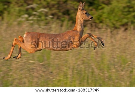 Close-up of jumping Roe deer (Capreolus capreolus)