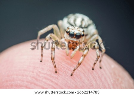 Close-up of a jumping spider exploring human skin, highlighting its intricate details and unique features against a blurred dark background