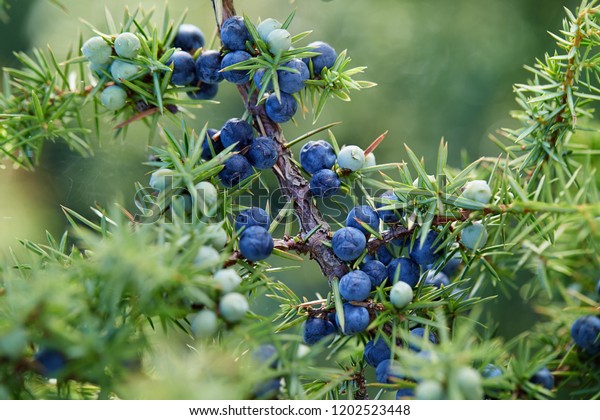Close-Up Of Juniper\
Berries Growing On Tree.  Juniper branch with blue and green\
berries growing\
outside.
