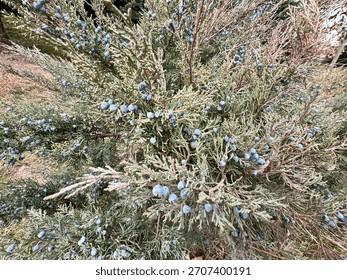 Close-up of a juniper shrub (Juniperus spp.) with blue berry-like cones on dense evergreen branches, showcasing natural texture and vibrant foliage in a woodland setting.