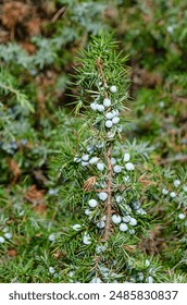Close-up of a juniper tree