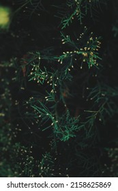 A Closeup Of Juniperus Excelsa Tree In A Forest