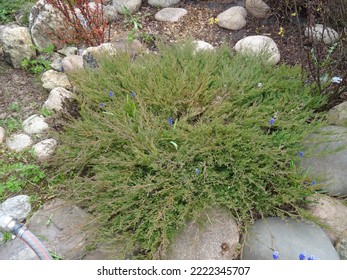 Close-up of Juniperus horizontalis "Andorra Compact", a garden in the Moscow region, April 2022.