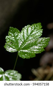 Closeup of a just sprouted tiny little maple tree scion with wet leaves after a rain shower in spring -  single leaf in the center - Shutterstock ID 594057158