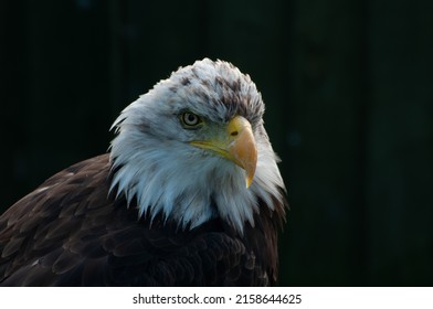 A closeup of the juvenile bald eagle, Haliaeetus leucocephalus  - Shutterstock ID 2158644625
