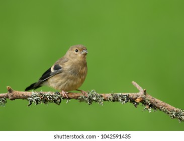 Close-up Of A Juvenile Bullfinch On A Perch, Spring In UK.