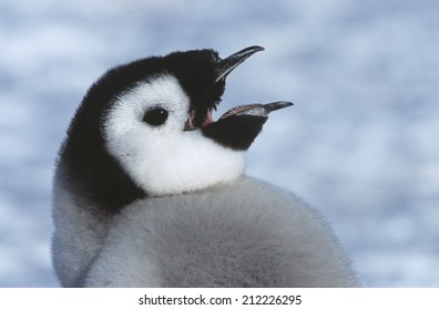 Close-up Of Juvenile Emperor Penguin With Open Beak