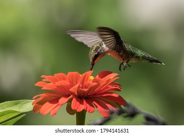 Closeup of juvenile male Ruby-throated Hummingbird feeding on nectar from orange flower in canada.Scientific name of this bird is Archilochus colubris - Shutterstock ID 1794141631