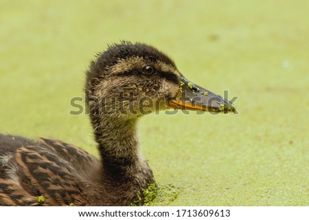 Small duckling in the grass