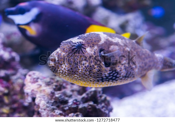 closeup of a juvenile map puffer fish in\
the aquarium, tropical fish from the indian\
ocean