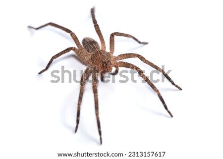 Closeup of a juvenile specimen of the infamous Brazilian wandering or banana spider Phoneutria nigriventer, a medically important spider photographed on white background. ストックフォト © 