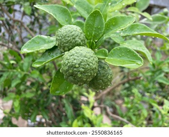 Close-up of kaffir lime tree with three ripe fruits. Dewy leaves add freshness.  Aromatic citrus plant. - Powered by Shutterstock