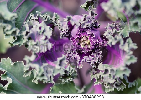 Closeup of kale - abstract macro photo with shallow depth of field. Healthy food or diet abstract background.