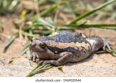 Chubby Frog の画像 写真素材 ベクター画像 Shutterstock