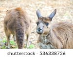 Closeup of kangaroos in Healesville Sanctuary, Melbourne, Victoria, Australia