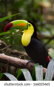 Closeup Of A Keel Billed Toucan In The Rain Forest Of Belize