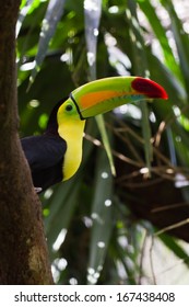 Closeup Of A Keel Billed Toucan In The Rainforest Of Belize