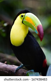 Closeup Of A Keel Billed Toucan In The Rainforest Of Belize