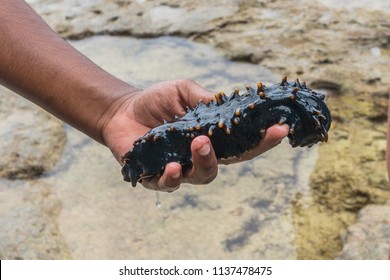 Closeup of kids hands holding and petting sea cucumber while in the Pacific Ocean waters at Mystery Island, Vanuatu