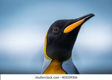 Close-up Of King Penguin Head And Neck