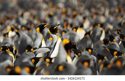 Close-up of King penguins making way through a group of penguins at Volunteer point, Falkland islands.