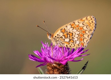 Closeup of a knapweed fritillary, Melitaea phoebe, butterfly resting and pollinating in bright sunlight. - Powered by Shutterstock