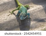 a closeup of a Knight Anole reptile, Anolis equestris